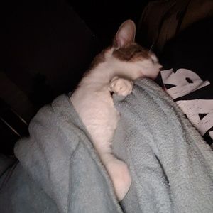 Meet your Posher, Meadow